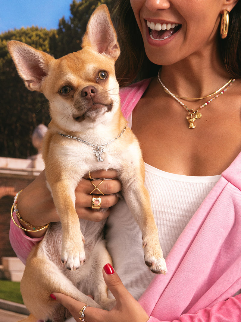 Charm Chihuahua Baño Oro