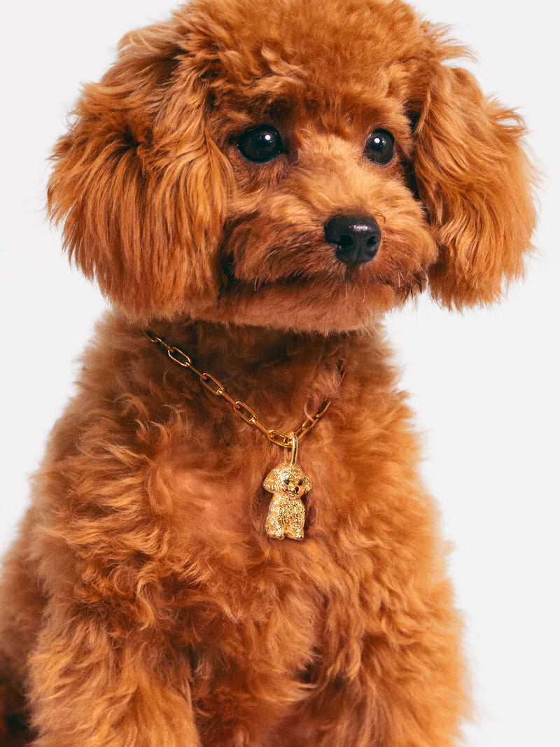 Charm Caniche Toy Baño Oro