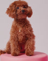 Charm Caniche Toy Baño Oro